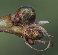 Neuroterus vesicula