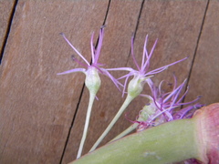 Allium platycaule