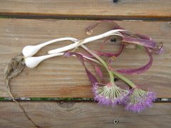 Allium platycaule