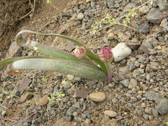 Allium platycaule