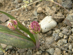 Allium platycaule
