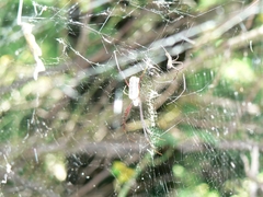 Trichonephila fenestrata