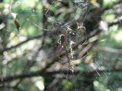 Trichonephila fenestrata