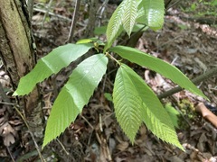 Castanea ozarkensis