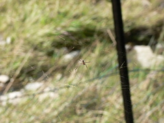 Trichonephila fenestrata