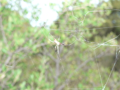 Trichonephila fenestrata