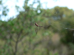 Trichonephila fenestrata
