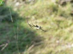 Trichonephila fenestrata