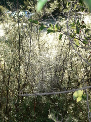 Trichonephila fenestrata