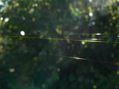 Trichonephila fenestrata