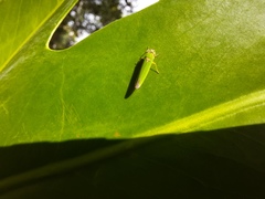Bucephalogonia xanthophis
