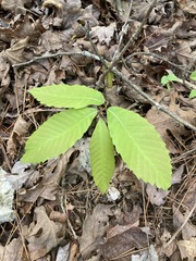Castanea ozarkensis