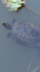 Trachemys scripta