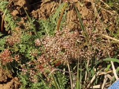 Lomatium canbyi