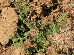 Lomatium canbyi