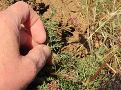 Lomatium canbyi