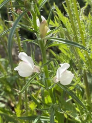 Misopates calycinum