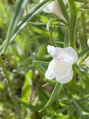 Misopates calycinum