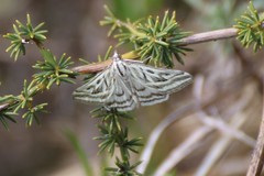 Loxostege aeruginalis