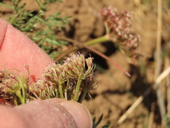 Lomatium canbyi