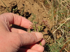 Lomatium canbyi