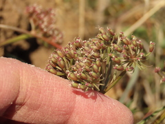 Lomatium canbyi