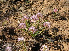Allium lemmonii