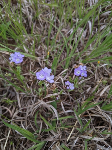 Smooth phacelia (Phacelia glabra)