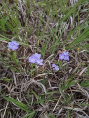 Phacelia glabra