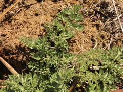 Lomatium canbyi