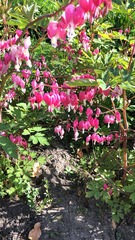 Lamprocapnos spectabilis