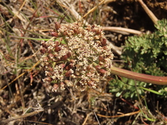 Lomatium canbyi