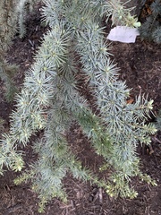 Pinaceae
