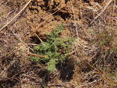 Lomatium canbyi