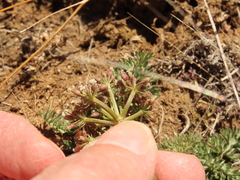Lomatium canbyi