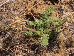 Lomatium canbyi
