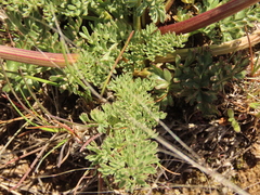 Lomatium canbyi