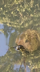 Deirochelyinae