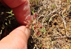 Lomatium canbyi