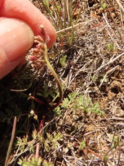 Lomatium canbyi