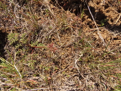 Lomatium canbyi