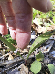 Erythronium propullans