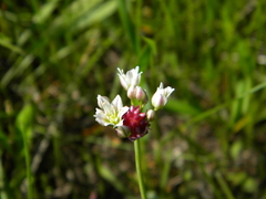 Allium geyeri tenerum