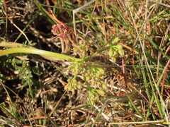 Lomatium canbyi