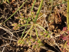 Lomatium canbyi