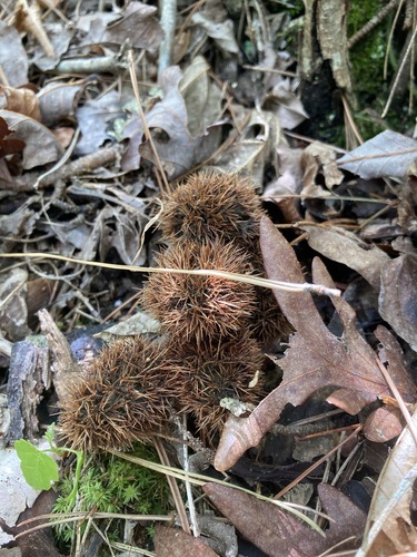 Image of Castanea ozarkensis by (c) Hill Craddock, some rights reserved (CC BY)