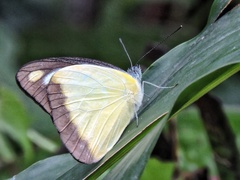 Appias lyncida eleonora