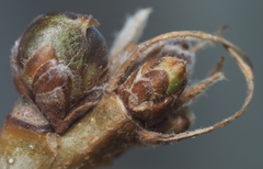 Neuroterus vesicula