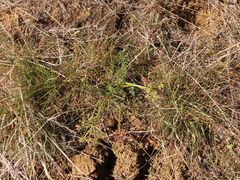 Lomatium canbyi