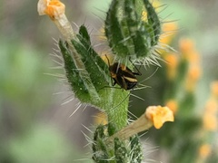 Plagiognathus moerens